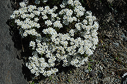 Snowflake Candytuft (Iberis sempervirens 'Snowflake') at Lurvey Garden Center