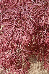 Ever Red Lace-Leaf Japanese Maple (Acer palmatum 'Ever Red') at Lurvey Garden Center