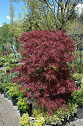 Red Dragon Japanese Maple (Acer palmatum 'Red Dragon') at Lurvey Garden Center