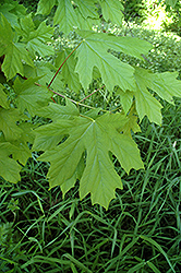 Big Leaf Maple (Acer macrophyllum) at Lurvey Garden Center