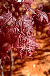 Glowing Embers Japanese Maple (Acer palmatum 'Glowing Embers') at Lurvey Garden Center