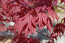 Nuresagi Japanese Maple (Acer palmatum 'Nuresagi') at Lurvey Garden Center