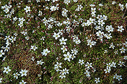Corsican Sandwort (Arenaria balearica) at Lurvey Garden Center