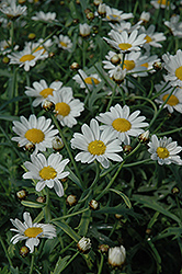 Neptune White Marguerite Daisy (Argyranthemum frutescens 'Neptune White') at Lurvey Garden Center