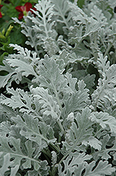 Silver Cascade Dusty Miller (Artemisia stelleriana 'Silver Cascade') at Lurvey Garden Center