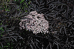 Black Lace Elder (Sambucus nigra 'Eva') at Lurvey Garden Center
