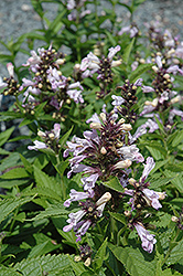 Candy Cat Catmint (Nepeta subsessilis 'Candy Cat') at Lurvey Garden Center