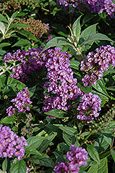 Lo & Behold Purple Haze Butterfly Bush (Buddleia 'Purple Haze') at Lurvey Garden Center