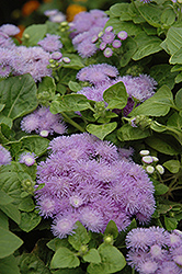 Hawaii Blue Flossflower (Ageratum 'Hawaii Blue') at Lurvey Garden Center