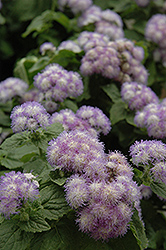 Patina Delft Flossflower (Ageratum 'Patina Delft') at Lurvey Garden Center