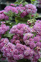 Patina Purple Flossflower (Ageratum 'Patina Purple') at Lurvey Garden Center