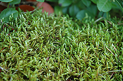 Ribbed Bog Moss (Aulacomnium palustre) at Lurvey Garden Center