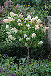 Limelight Hydrangea (tree form) (Hydrangea paniculata 'Limelight (tree form)') at Lurvey Garden Center