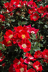 Carefree Spirit Rose (Rosa 'Carefree Spirit') at Lurvey Garden Center
