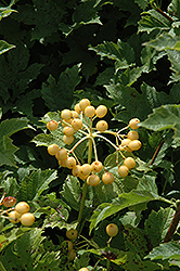 Yellow-Fruited European Cranberry (Viburnum opulus 'Xanthocarpum') at Lurvey Garden Center