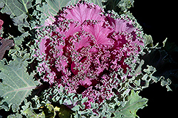 Pink Kale (Brassica oleracea var. acephala 'Pink') at Lurvey Garden Center