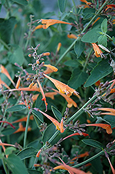 Coronado Hyssop (Agastache aurantiaca 'Coronado') at Lurvey Garden Center