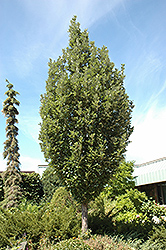 Crimson Spire Oak (Quercus 'Crimschmidt') at Lurvey Garden Center