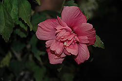 Freedom Rose Of Sharon (Hibiscus syriacus 'Freedom') at Lurvey Garden Center