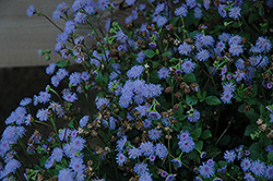 Monarch Mediano Lilac Grace Flossflower (Ageratum 'Monarch Mediano Lilac Grace') at Lurvey Garden Center