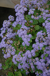 Monarch Grande Blue Flossflower (Ageratum 'Monarch Grande Blue') at Lurvey Garden Center