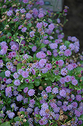 Monarch Mediano Amethyst Flossflower (Ageratum 'Monarch Mediano Amethyst') at Lurvey Garden Center