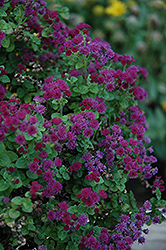 Artist Purple Flossflower (Ageratum 'Agmontis') at Lurvey Garden Center
