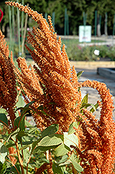 Hot Biscuits Amaranthus (Amaranthus 'Hot Biscuits') at Lurvey Garden Center