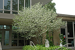 Japanese Snowbell (Styrax japonicus) at Lurvey Garden Center