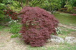 Red Filigree Lace Japanese Maple (Acer palmatum 'Red Filigree Lace') at Lurvey Garden Center