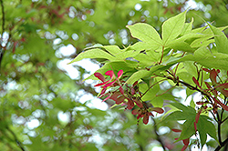 Okushimo Japanese Maple (Acer palmatum 'Okushimo') at Lurvey Garden Center