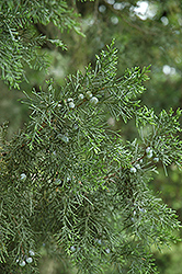 Keteleer Juniper (Juniperus chinensis 'Keteleeri') at Lurvey Garden Center
