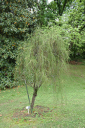 Threadleaf Arborvitae (Thuja occidentalis 'Filiformis') at Lurvey Garden Center