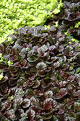 Black Scallop Bugleweed (Ajuga reptans 'Black Scallop') at Lurvey Garden Center