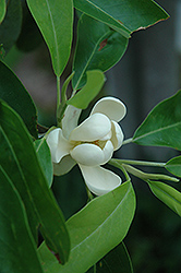 Sweetbay Magnolia (Magnolia virginiana) at Lurvey Garden Center