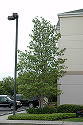 Sweetbay Magnolia (Magnolia virginiana) at Lurvey Garden Center