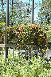 Cross Vine (Bignonia capreolata) at Lurvey Garden Center