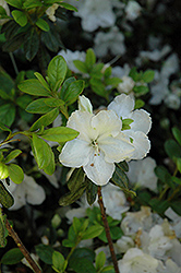 Pleasant White Azalea (Rhododendron 'Pleasant White') at Lurvey Garden Center