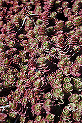 Red Carpet Stonecrop (Sedum spurium 'Red Carpet') at Lurvey Garden Center