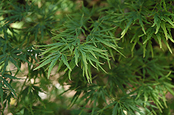 Green Mist Japanese Maple (Acer palmatum 'Green Mist') at Lurvey Garden Center