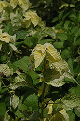 Kogane Mushi Japanese False Nettle (Boehmeria nipononivea 'Kogane Mushi') at Lurvey Garden Center
