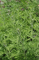 African Wormwood (Artemisia afra) at Lurvey Garden Center