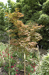 Bonnie Bergman Japanese Maple (Acer palmatum 'Bonnie Bergman') at Lurvey Garden Center
