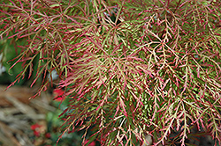 Chantilly Lace Japanese Maple (Acer palmatum 'Chantilly Lace') at Lurvey Garden Center