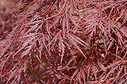 Dissectum Nigrum Cutleaf Japanese Maple (Acer palmatum 'Dissectum Nigrum') at Lurvey Garden Center