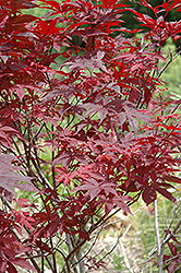 Ed's Red Japanese Maple (Acer palmatum 'Ed's Red') at Lurvey Garden Center