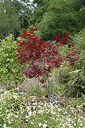 Ed's Red Japanese Maple (Acer palmatum 'Ed's Red') at Lurvey Garden Center
