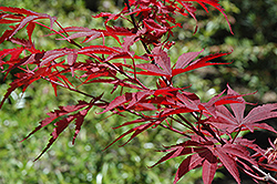 Inazuma Japanese Maple (Acer palmatum 'Inazuma') at Lurvey Garden Center