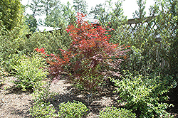 Inazuma Japanese Maple (Acer palmatum 'Inazuma') at Lurvey Garden Center
