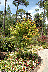 Beni Kawa Coral Bark Japanese Maple (Acer palmatum 'Beni Kawa') at Lurvey Garden Center
